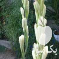 آگهی مشابه فروش پیاز گل مریم و سنبل و نرگس در ساری در گروه خرید فروش عمده گیاهان زینتی - گرمسیری آپارتمانی باغچه آب در یکمیوه