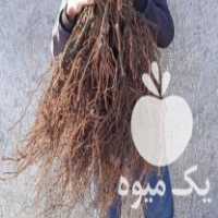 فروش نهال انگور امریکایی و یا دیوانه اماده کاشت در سبزوار در گروه خرید فروش نهال - انواع گردو پسته بادام سلطانی انگور در یکمیوه