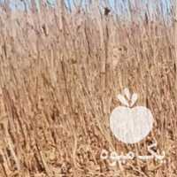 فروش نهال پسته شهرستان مهریز در یزد در گروه خرید فروش نهال - انواع گردو پسته بادام سلطانی انگور در یکمیوه