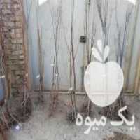 فروش نهال دوساله در یزد در گروه خرید فروش نهال - انواع گردو پسته بادام سلطانی انگور در یکمیوه