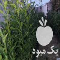 فروش 2000 نهال نارنج 1متری در ساری در گروه خرید فروش عمده نارنج - میوه شمال جنوب خرید و فروش عمده در یکمیوه