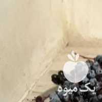 فروش زرشک آبگیری زرشک کوهی عمده و جزی ترتازه در تهران در گروه خرید فروش عمده ازگیل و تمشک و زرشک - ژاپنی فروش مستقیم در یکمیوه