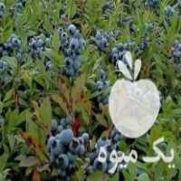 فروش نهال بلوبری و رزبری در تهران در گروه خرید فروش نهال - انواع گردو پسته بادام سلطانی انگور در یکمیوه