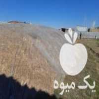 فروش ذرت دانه دار درجه یک در همدان در گروه خرید فروش عمده ذرت - بلال مکزیکی علوفه دانه کشاورز در یکمیوه