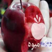 فروش نهالستان حسن آباد بسطام در سمنان در گروه خرید فروش نهال - انواع گردو پسته بادام سلطانی انگور در یکمیوه