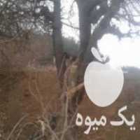 خریدهرنوع چوب باغی تروخشک 2000 در قوچان در گروه خرید فروش عمده چوب- زغال چوب گردو تبریزی خام در یکمیوه