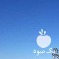 نخل درخت خرما فروش پاجوش جنگ در کرمان  در گروه خرید فروش عمده خرما - کبکاب تازه زاهدی خشک خارک در یکمیوه