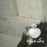 فروش گوسفند میش بره در اردبیل در گروه گاو و گوسفند و میش و بز کهره گوساله سمینتال در یکمیوه