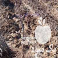 فروش نهالستان انگور بیدانە در آبعلی در گروه خرید فروش نهال - انواع گردو پسته بادام سلطانی انگور در یکمیوه