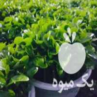 فروش سبزه نارنج در بابل  در گروه خرید فروش کود و مواد شیمیایی - اوره پتاس مرغی کمپوست آهن در یکمیوه