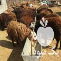 فروش اخور آخور آبخور آبشخور ابخور گالوانیزه دامداری در پاکدشت در گروه تجهیزات دام و طیور - خرید فروش نو دسته دوم در یکمیوه