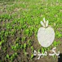 فروش فوری نشا کاهو سیاه در بهشهر در گروه خرید فروش عمده کاهو - رسمی پیچ سالادی فرانسوی چینی قرمز در یکمیوه