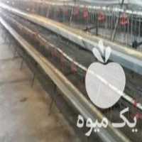 فروش قفس مرغ تخمگذار در بستان در گروه مرغ و خروس و بوقلمون و اردک قو قاز در یکمیوه