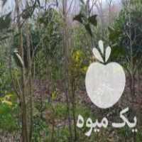 فروش نهال خرمالو در تنکابن در گروه خرید فروش عمده خرمالو - خرمالو رسیده نارس برگ عمده در یکمیوه