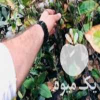 فروش نهال یک متری جکفروت در شاندیز در گروه خرید فروش نهال - انواع گردو پسته بادام سلطانی انگور در یکمیوه