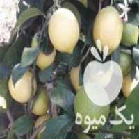 فروش نهال لیمو لیسبون دو متری در ساری در گروه خرید فروش نهال - انواع گردو پسته بادام سلطانی انگور در یکمیوه