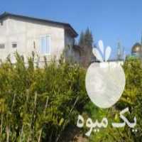 فروش نهال نارنگی ژاپنی پایه سیتروملو دو ساله در ساری در گروه خرید فروش نهال - انواع گردو پسته بادام سلطانی انگور در یکمیوه