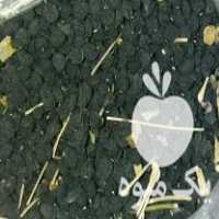 فروش بذر موسیر در همدان در گروه خرید فروش بذر - انواع محصول کشاورزی گوجه کتان میوه درخت در یکمیوه