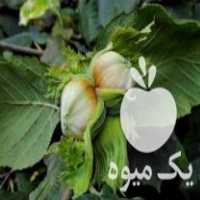 فروش نهال درخت فندق دو ساله در ساری در گروه خرید فروش نهال - انواع گردو پسته بادام سلطانی انگور در یکمیوه