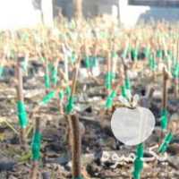 فروش نهال کیوی پیوندی هایوارد در تنکابن در گروه خرید فروش نهال - انواع گردو پسته بادام سلطانی انگور در یکمیوه