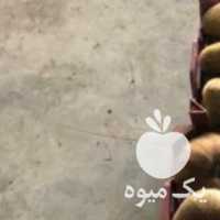 فروش کیوی ریز دوقلو در تهران در گروه خرید فروش عمده کیوی - صادراتی مازندران تنکابن تالش در یکمیوه