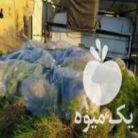 تولید و فروشات انبوه نهال در خواف در گروه خرید فروش نهال - انواع گردو پسته بادام سلطانی انگور در یکمیوه