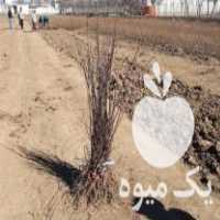 فروش نهال میوه پیوندی در تهران در گروه خرید فروش نهال - انواع گردو پسته بادام سلطانی انگور در یکمیوه