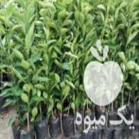 فروش انواع نهال مرکبات وسیاه ریشه تضمینی در ساری در گروه خرید فروش نهال - انواع گردو پسته بادام سلطانی انگور در یکمیوه