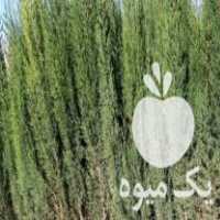 فروش عمده انواع نهال مرکبات و درختان زینتی در شیراز در گروه خرید فروش نهال - انواع گردو پسته بادام سلطانی انگور در یکمیوه