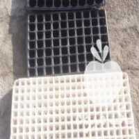 فروش سینی نشا کاشت در ارومیه در گروه خرید فروش نشا - انواع گوجه برنج کاهو پیاز کاری فرنگی در یکمیوه