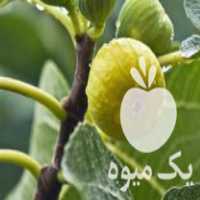 فروش نهال انجیر سفید طارم در آب بر در گروه خرید فروش نهال - انواع گردو پسته بادام سلطانی انگور در یکمیوه