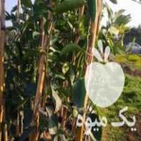 فروش نهال لیموترش پرشین در بهمن در گروه خرید فروش نهال - انواع گردو پسته بادام سلطانی انگور در یکمیوه