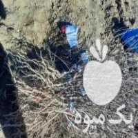 فروش نهال شناسنامه دار در تهران در گروه خرید فروش نهال - انواع گردو پسته بادام سلطانی انگور در یکمیوه