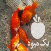 فروش ماهی پخش درسراسر کشور قرمز وکپور در فومن در گروه انواع ماهی - سالمون شیر کپور قرمز شوریده سفید گوپی مرکب در یکمیوه