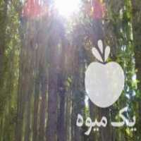 فروش درختان چنار وبید در سنقر در گروه خرید فروش عمده چوب- زغال چوب گردو تبریزی خام در یکمیوه