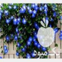 فروش بذر گل نیلوفر پیچ رونده در قم در گروه خرید فروش بذر - انواع محصول کشاورزی گوجه کتان میوه درخت در یکمیوه