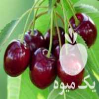 فروش نهال  دشت سبز در بیستون در گروه خرید فروش نهال - انواع گردو پسته بادام سلطانی انگور در یکمیوه