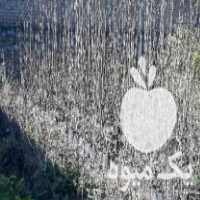 فروش نهال خرمالو گلدانی در بندرگز در گروه خرید فروش عمده خرمالو - خرمالو رسیده نارس برگ عمده در یکمیوه