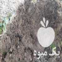 فروش پیاز گل نرگس در زنجان در گروه خرید فروش عمده گیاهان زینتی - گرمسیری آپارتمانی باغچه آب در یکمیوه