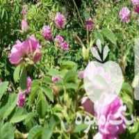 فروش بوته ی گل محمدی در ملایر در گروه خرید فروش نهال - انواع گردو پسته بادام سلطانی انگور در یکمیوه