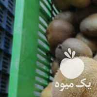 فروش کیوی دوپهن و ریز صادراتی در آستارا در گروه خرید فروش عمده کیوی - صادراتی مازندران تنکابن تالش در یکمیوه