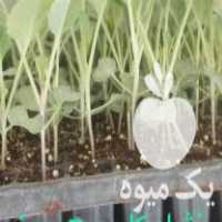 فروش انواع نشاء صیفی و سبزی در بهارستان در گروه خرید فروش عمده کاهو - رسمی پیچ سالادی فرانسوی چینی قرمز در یکمیوه