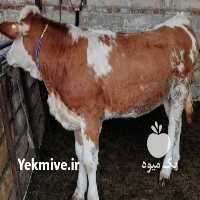 فروش گاو سیمینتال هلشتاین در گرگان در گروه گاو و گوسفند و میش و بز کهره گوساله سمینتال در یکمیوه