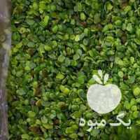 فروش مغز بنه پسته کوهی در یزد در گروه پسته - کوهی شامی خام اکبری تازه کله قوچی در یکمیوه