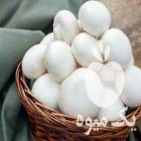 فروش تجهیزات پرورش قارچ آمل خ هراز در مازندران در گروه خرید فروش تجهیزات گلخانه - صنعتی خانگی هوشمند دست دوم در یکمیوه