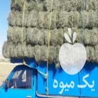 فروش ذرت علوفه ای پر دانه دزفول در تبریز در گروه خوراک دام و طیور - پرواری شیری علوفه یونجه در یکمیوه