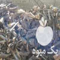 فروش چوب ضایعاتی در کاشان در گروه خرید فروش عمده چوب- زغال چوب گردو تبریزی خام در یکمیوه