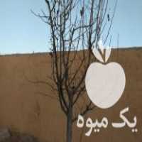 فروش درخت 7 ساله سیب گلابی زردالو پیوندی در مشهد در گروه خرید فروش نهال - انواع گردو پسته بادام سلطانی انگور در یکمیوه