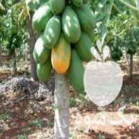 فروش نهال میوه های لوکس کمیاب در رشت در گروه خرید فروش نهال - انواع گردو پسته بادام سلطانی انگور در یکمیوه