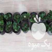 فروش گل گاوزبان به لیمو بادرنجبویه رزماری نعنا فلفلی و کاهو سیاه در بهشهر در گروه خرید فروش عمده کاهو - رسمی پیچ سالادی فرانسوی چینی قرمز در یکمیوه